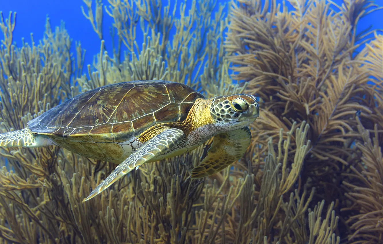 Photo wallpaper sea, turtle, underwater world, sea turtle