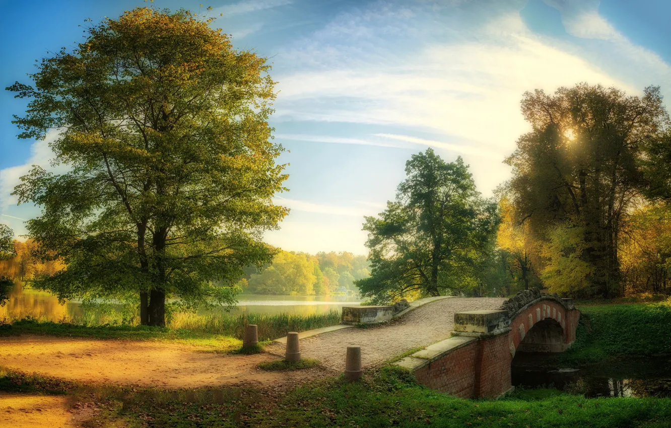 Photo wallpaper trees, Park, the bridge