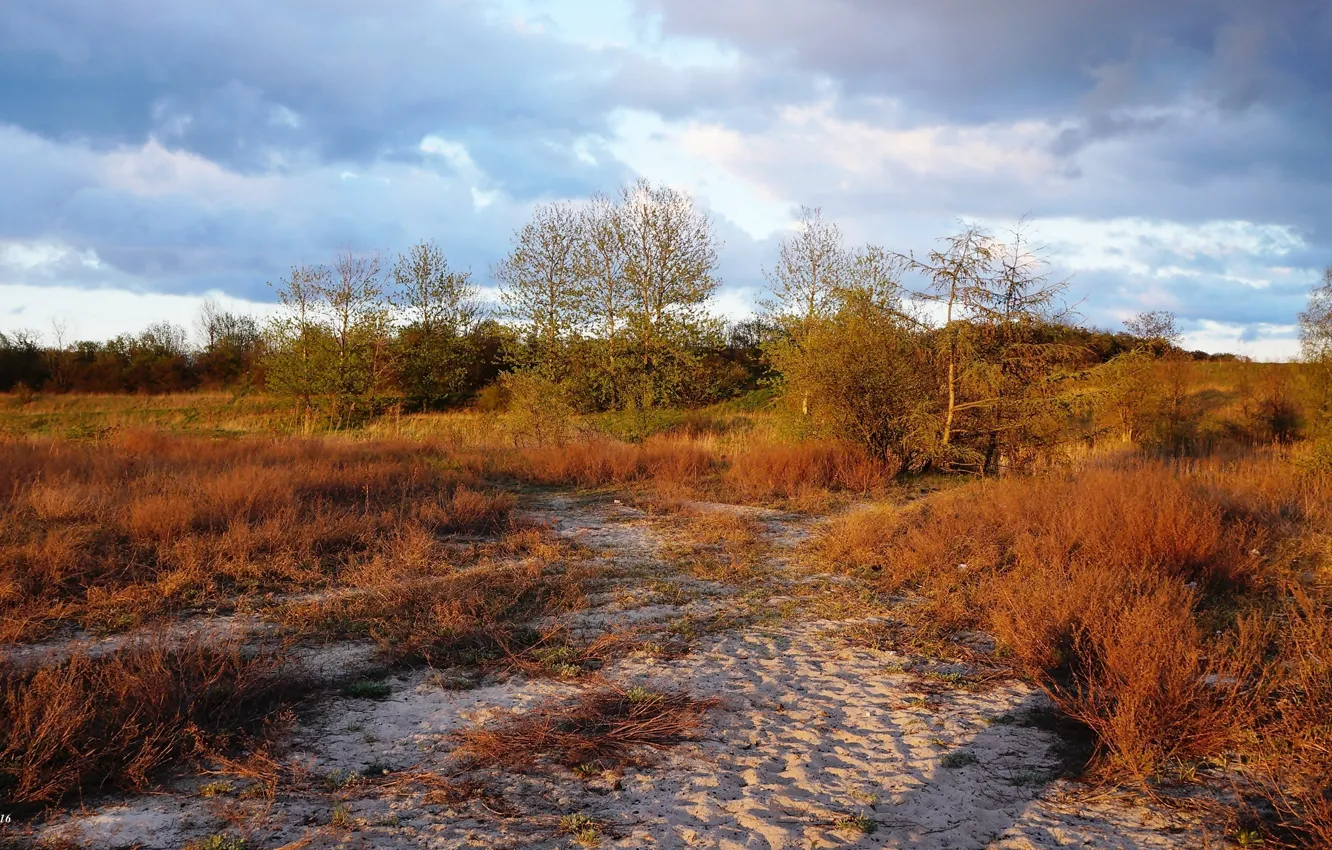 Photo wallpaper field, tree, plants