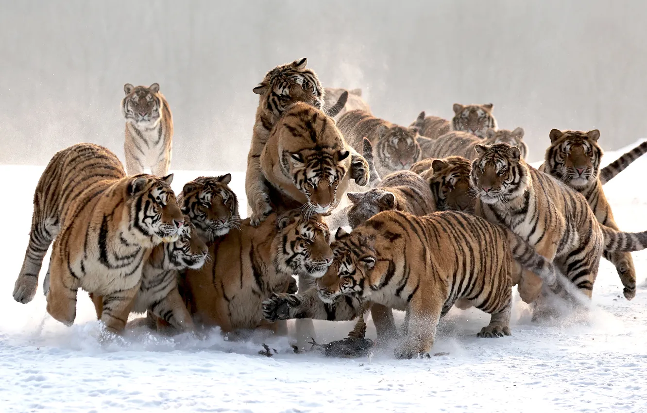 Photo wallpaper winter, snow, tiger, duck, predator, pack, bokeh, Gudkov Andrey