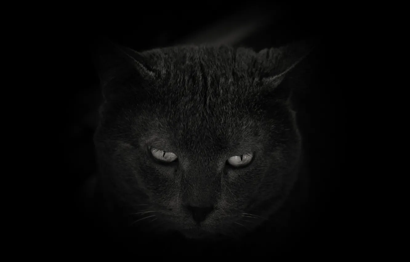 Photo wallpaper eyes, cat, look, background, Koshak