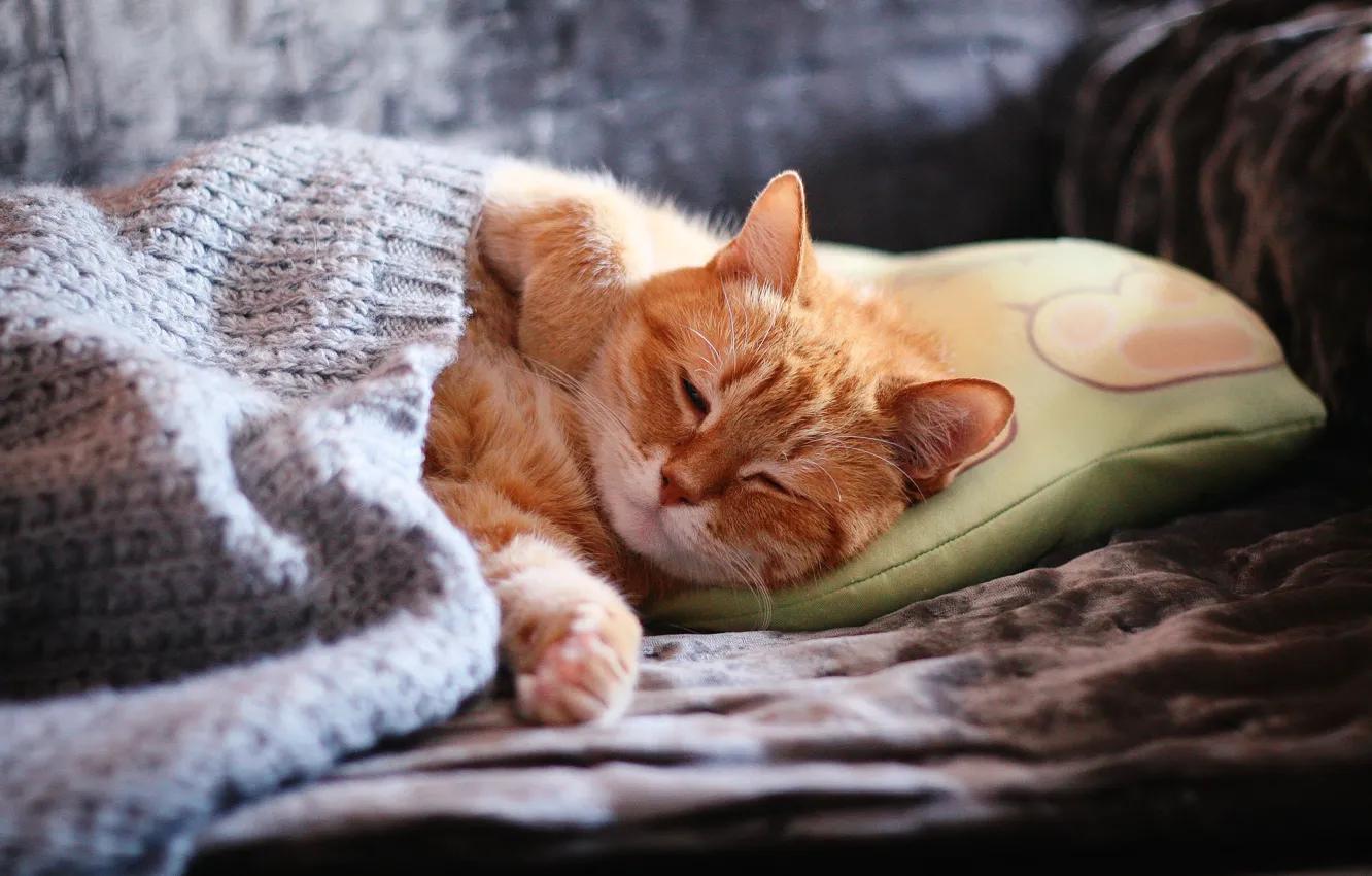 Photo wallpaper cat, cat, face, comfort, sofa, sleep, paws, blanket