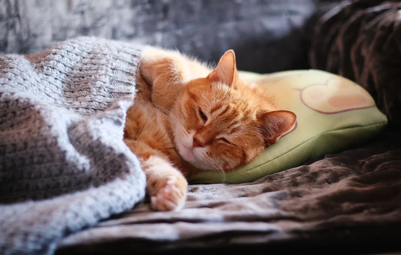Photo wallpaper cat, cat, face, comfort, sofa, sleep, pillow, paws