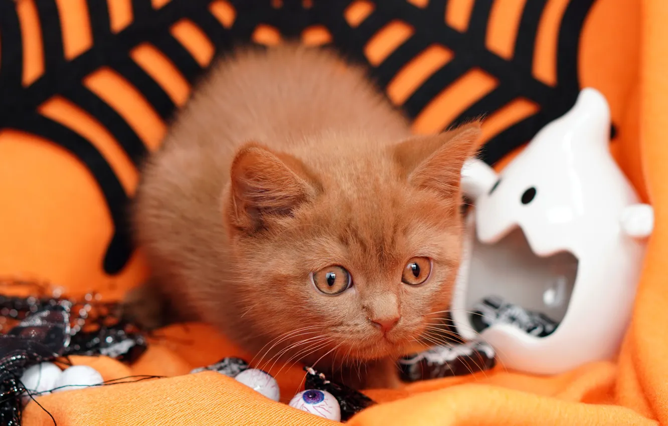 Photo wallpaper red, Halloween, accessory, figures, autumn, cat, orange background, candy