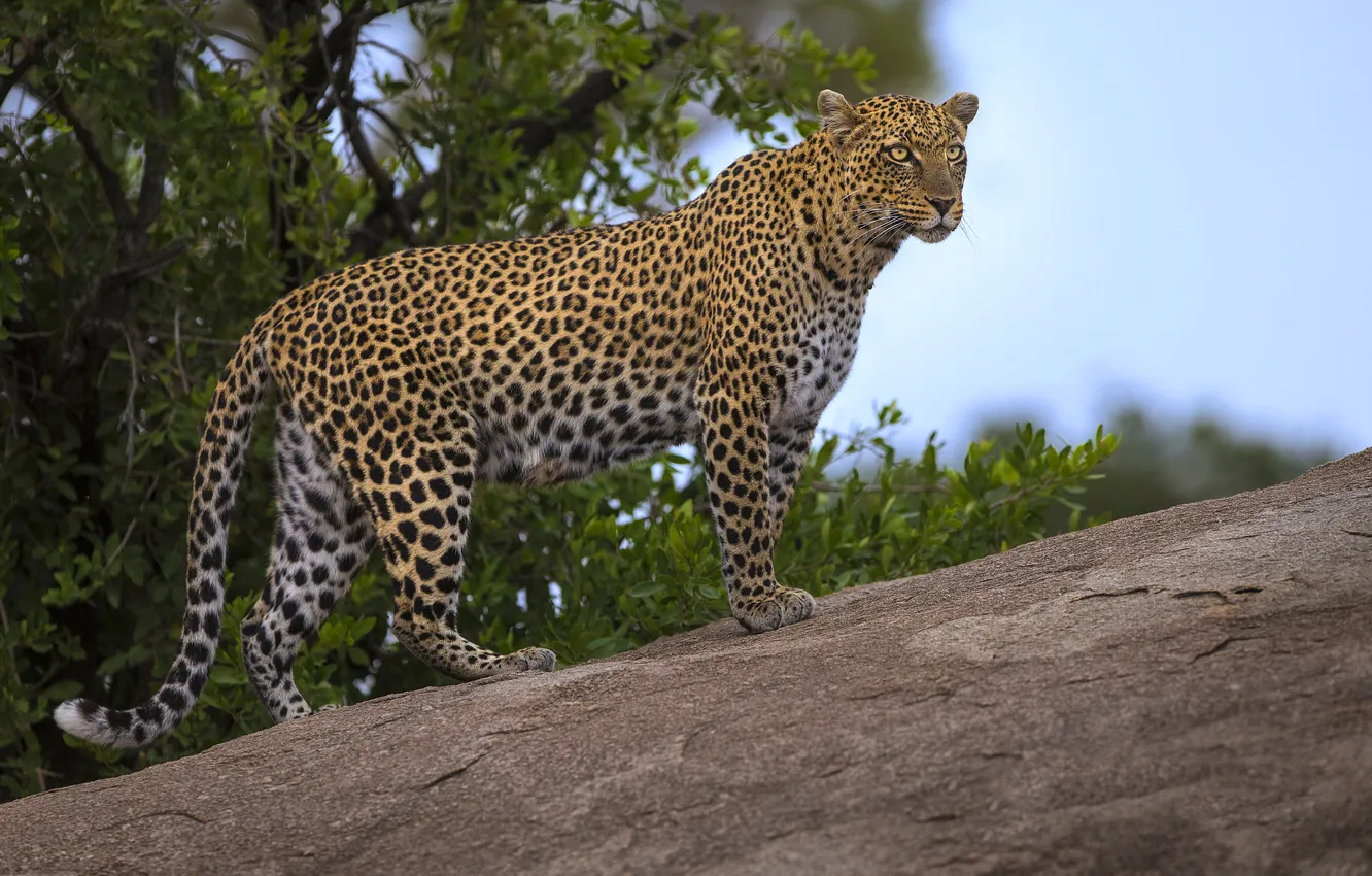 Photo wallpaper look, trees, leopard