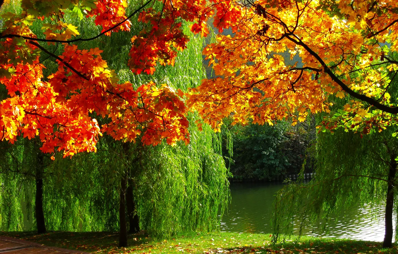 Photo wallpaper autumn, nature, river, photo, foliage, Forest