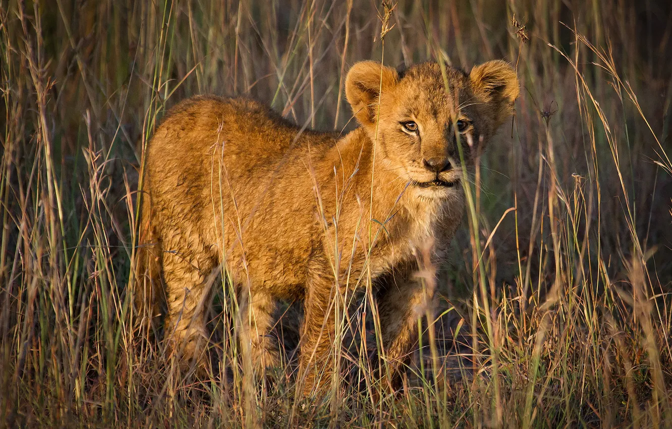 Photo wallpaper field, grass, look, light, lion