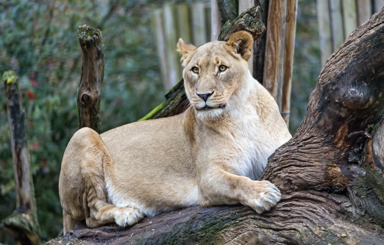 Photo wallpaper cat, look, snag, lioness, ©Tambako The Jaguar