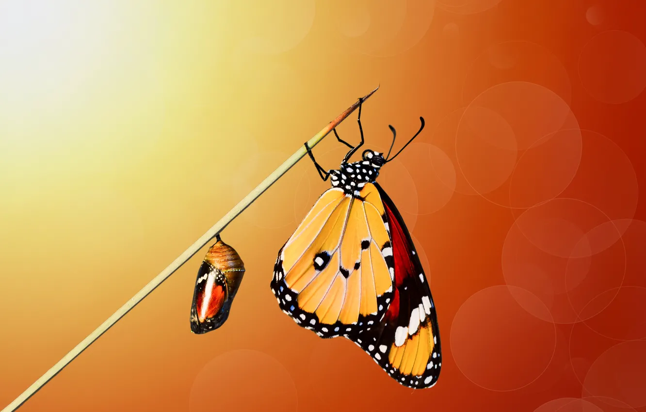 Photo wallpaper macro, butterfly, stem, insect, doll