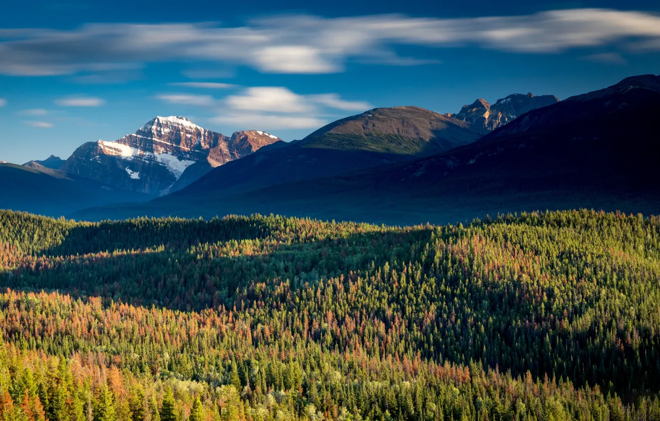 Photo wallpaper forest, mountains, Canada, Albert, Jasper national Park