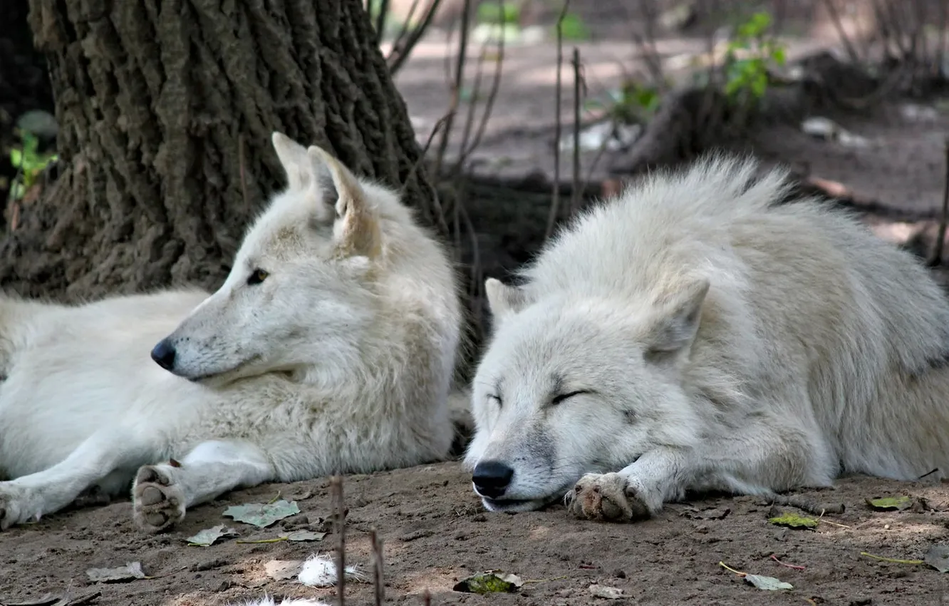 Photo wallpaper Predator, wolf, portrait, portrait., Canis lupus. face