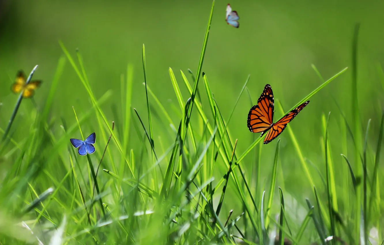 Photo wallpaper nature, butterfly, spring, weed