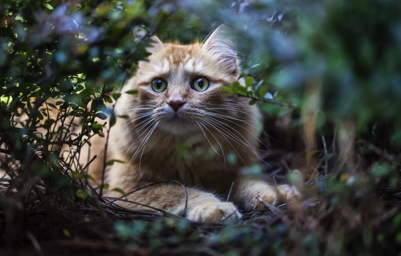 Photo wallpaper grass, cat, look, red, the bushes