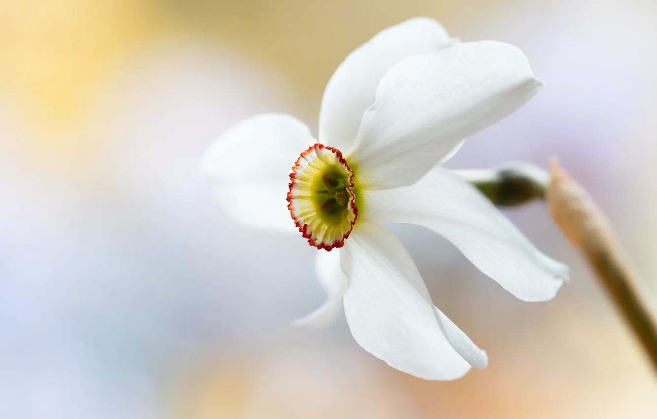 Photo wallpaper white, macro, flowers, daffodils