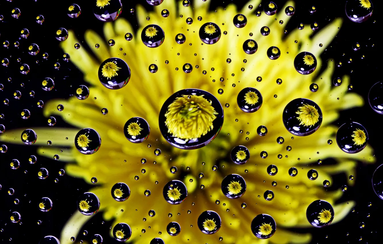 Photo wallpaper flower, water, drops, dandelion