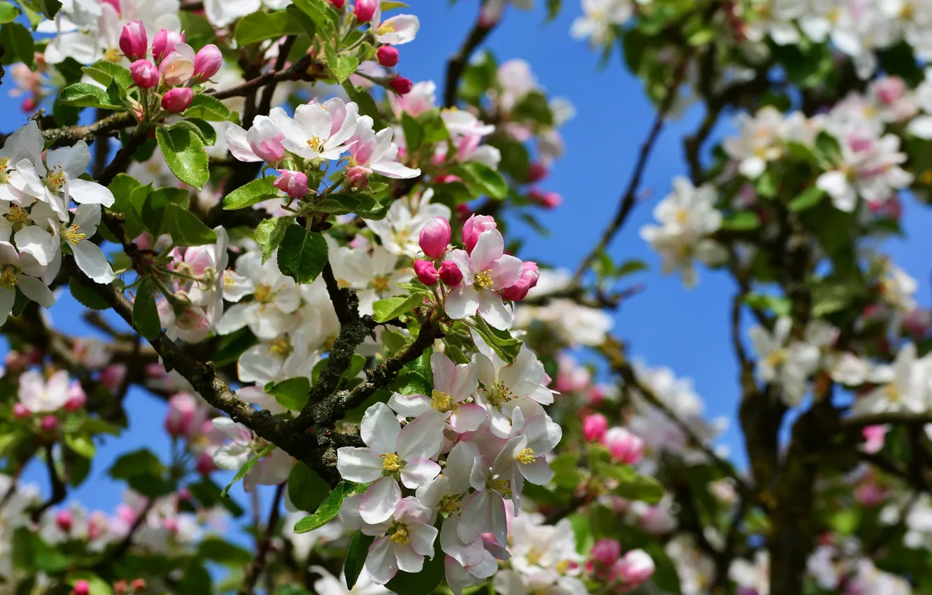 Photo wallpaper Flowers, Spring, Trees, Branches