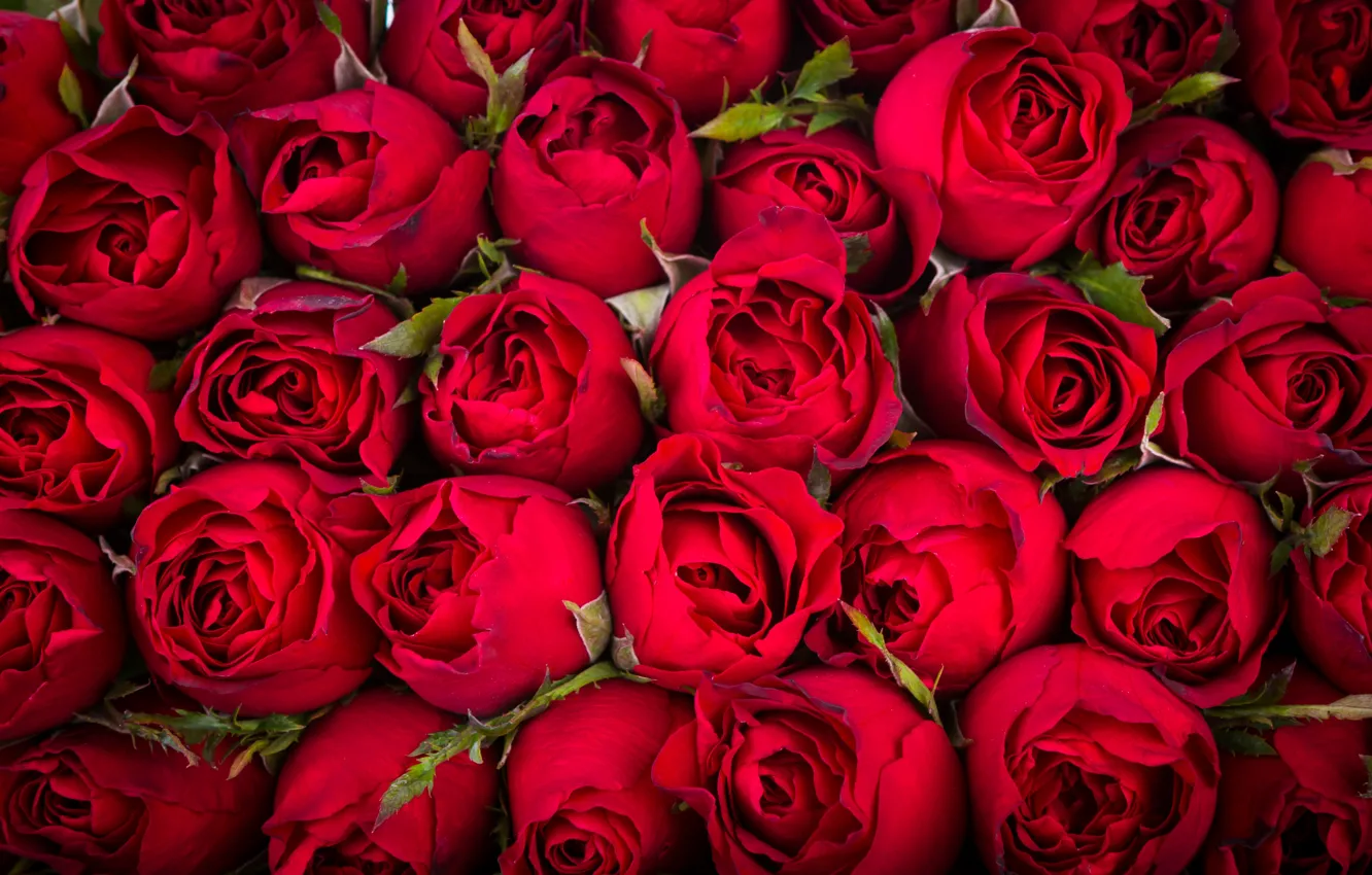 Wallpaper flowers, red, roses, bouquet, a lot for mobile and desktop ...