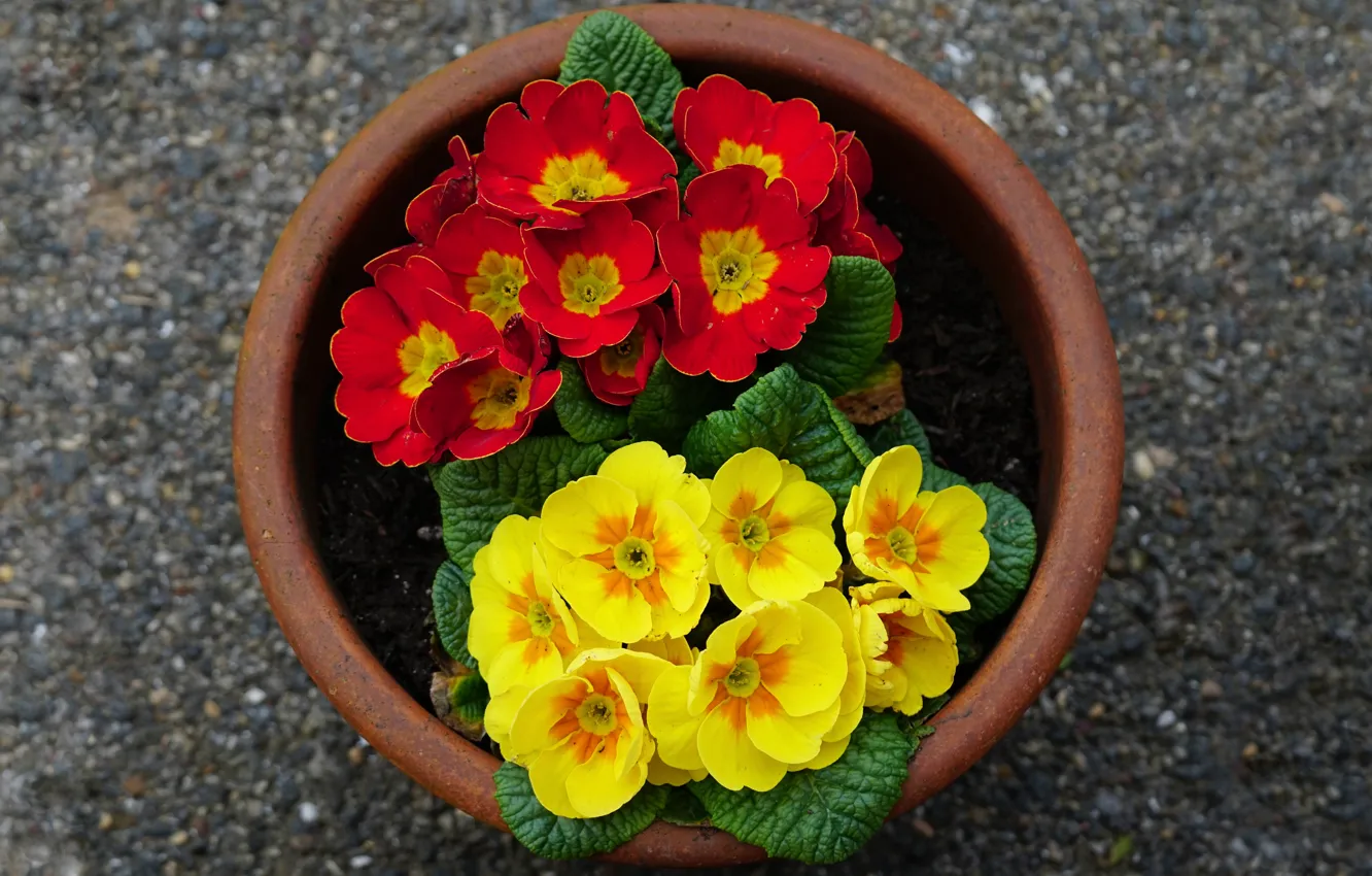 Photo wallpaper yellow, red, flowers, background, bright, garden, Primula, pebbles