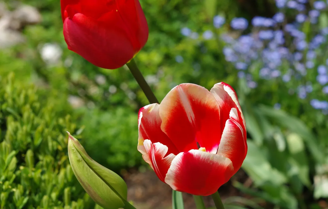 Photo wallpaper spring, spring, red tulips, Red tulips