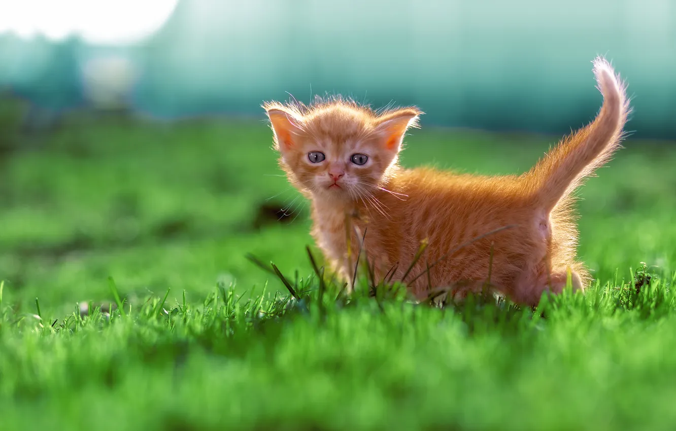Photo wallpaper grass, look, baby, red, muzzle, kitty, ponytail, Victor Kholudeev