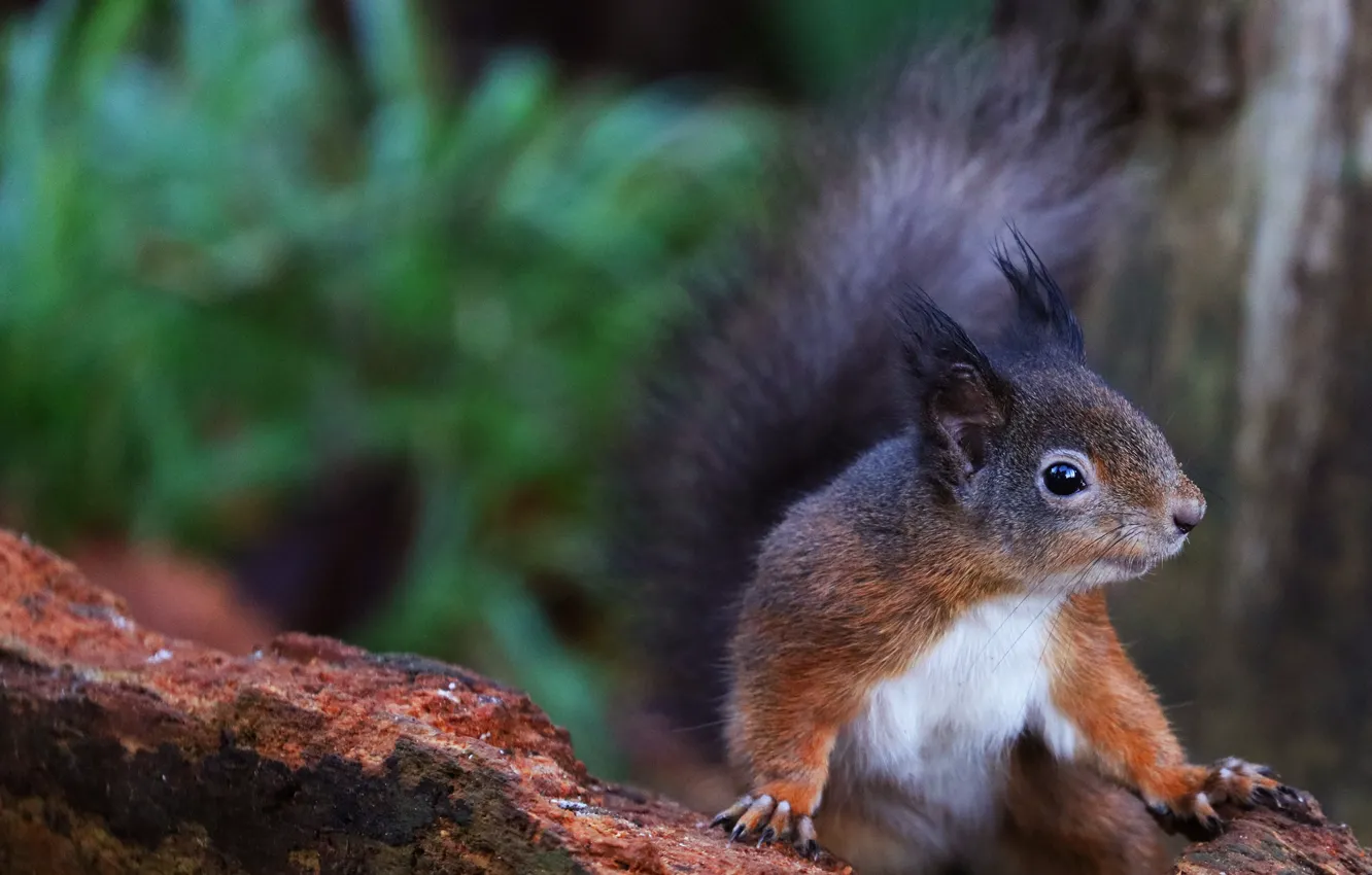 Photo wallpaper grass, look, nature, pose, the dark background, portrait, legs, protein