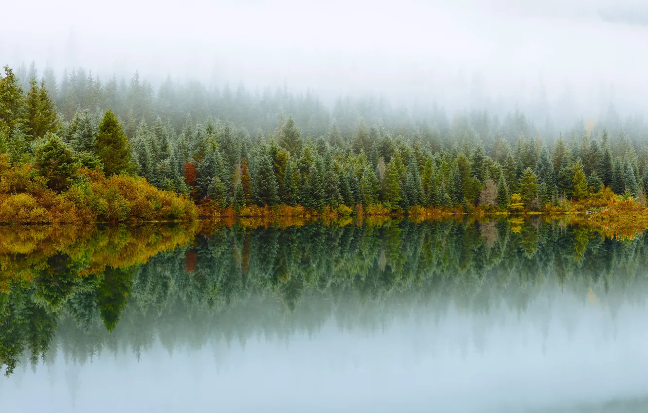 Photo wallpaper autumn, forest, trees, fog, river, Washington