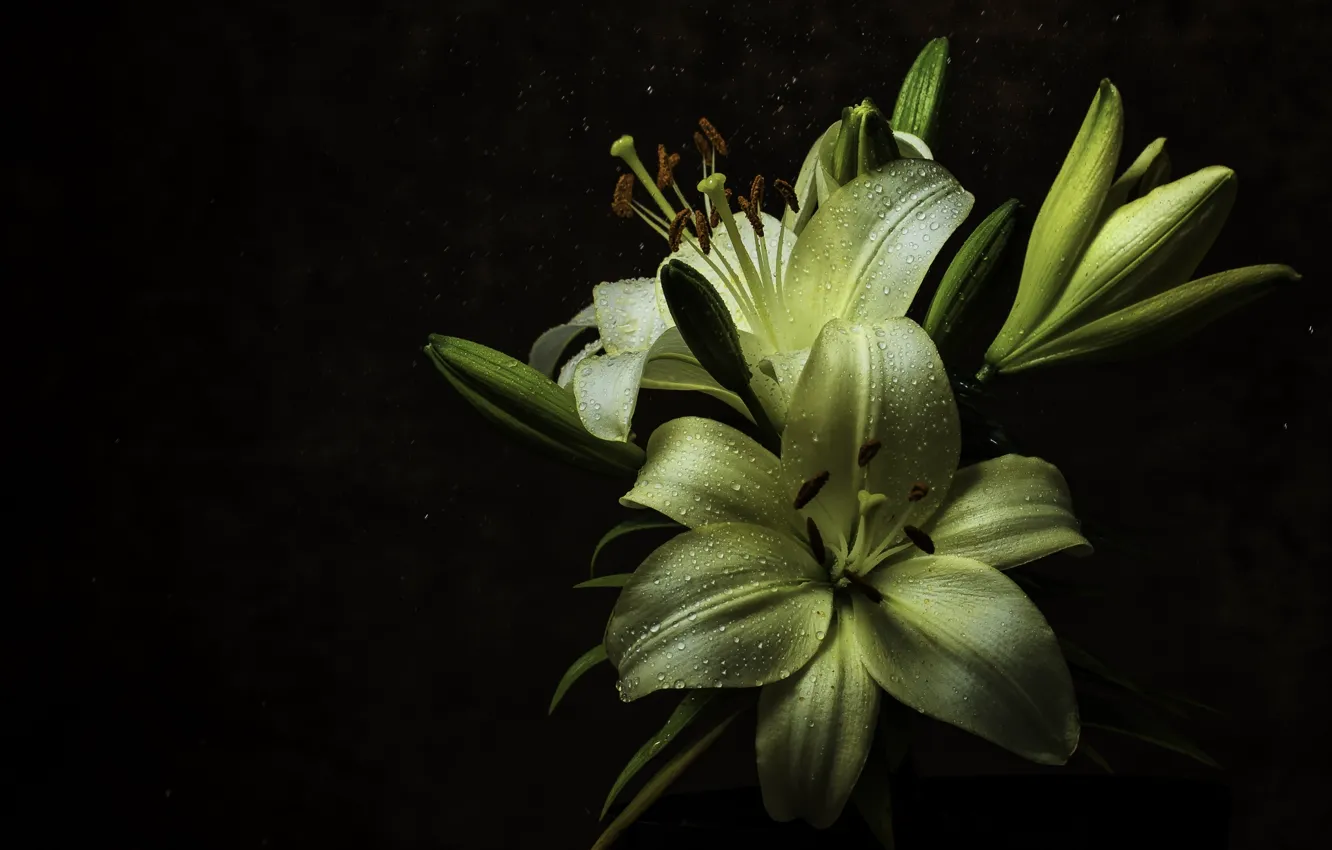 Photo wallpaper drops, macro, night, Rosa, Lily, flower, rain, yellow