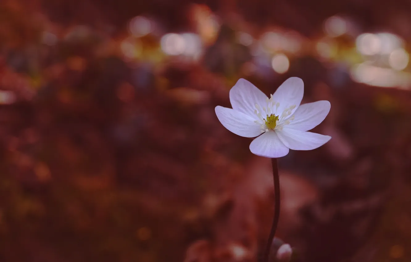 Photo wallpaper white, flowers, petals