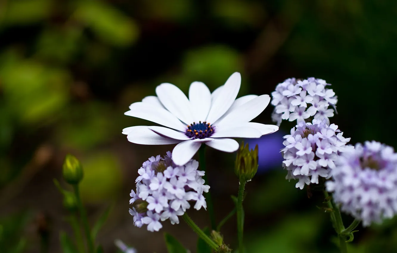 Photo wallpaper macro, flowers, nature, plant, color, white, lilac