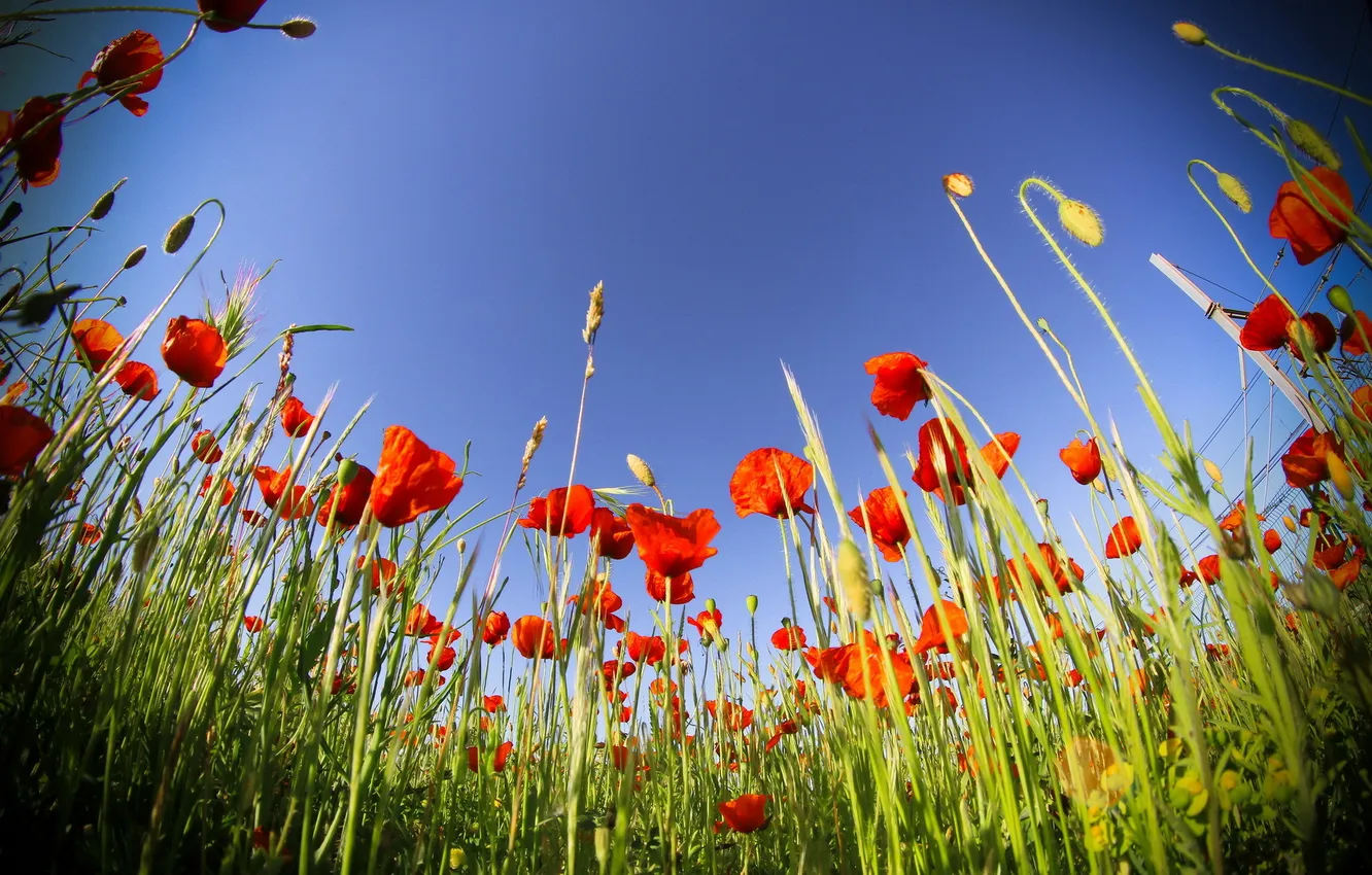 Photo wallpaper summer, flowers, nature