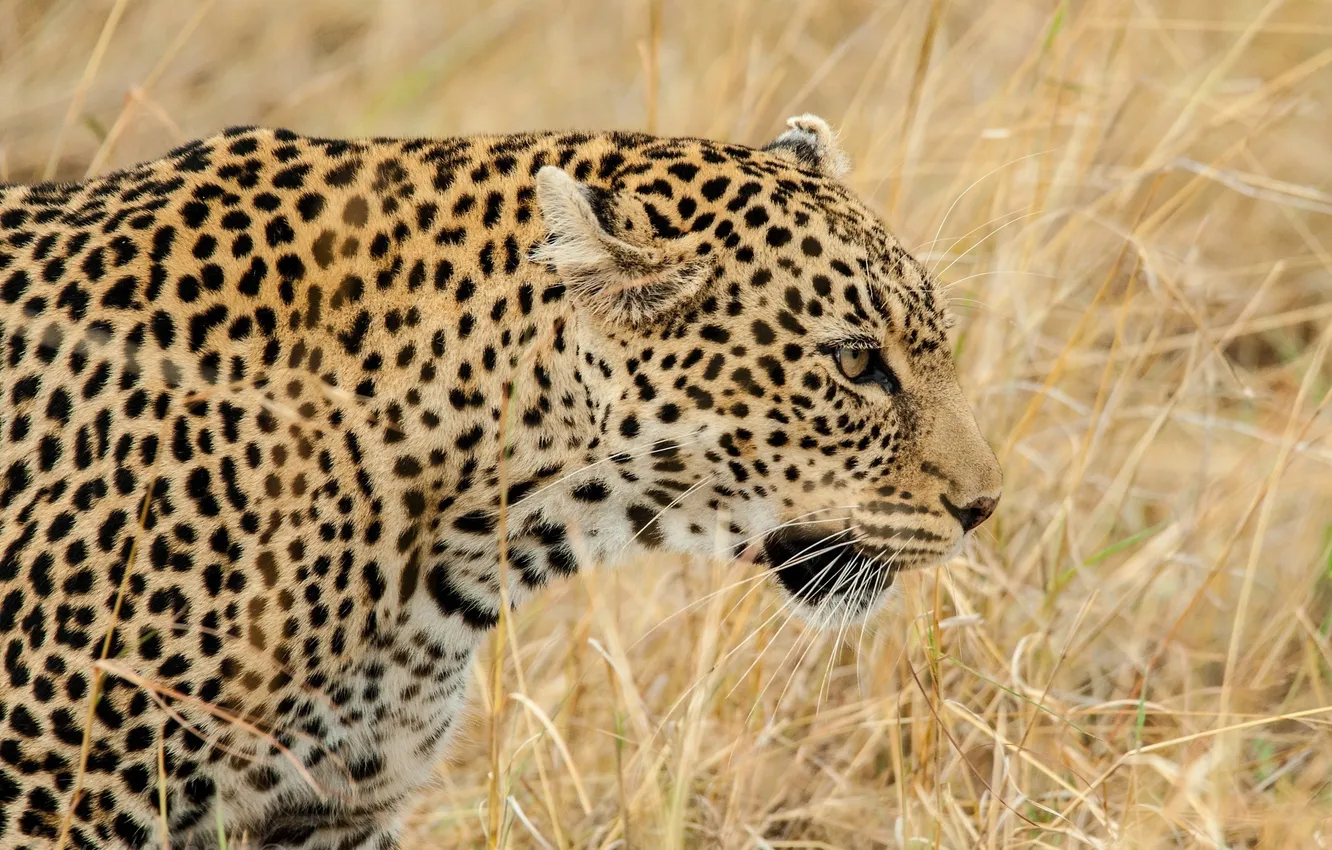 Photo wallpaper grass, face, predator, leopard, profile, wild cat