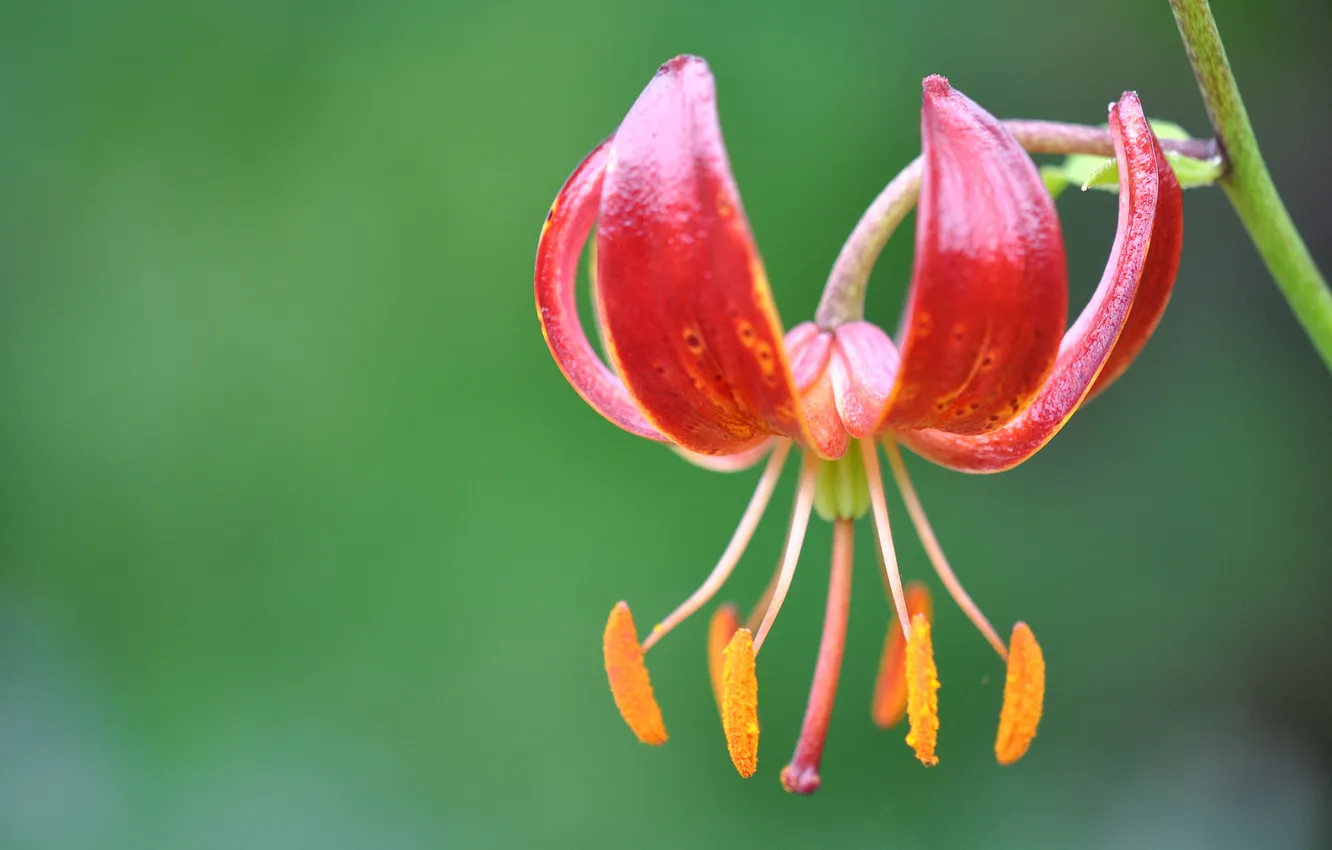 Photo wallpaper flowers, Lily, petals, stamens
