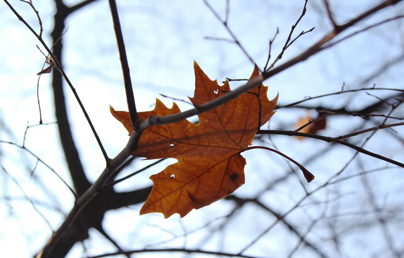 Photo wallpaper autumn, leaves, nature
