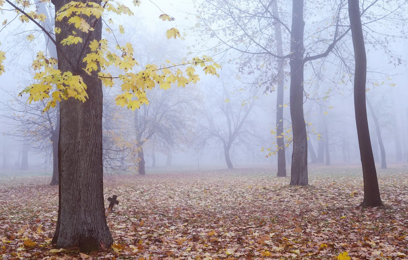 Photo wallpaper autumn, forest, leaves, trees, fog, cross, cemetery, grave