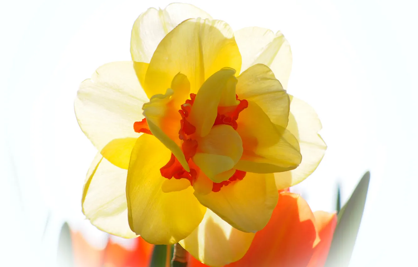Photo wallpaper macro, light, petals, Narcissus
