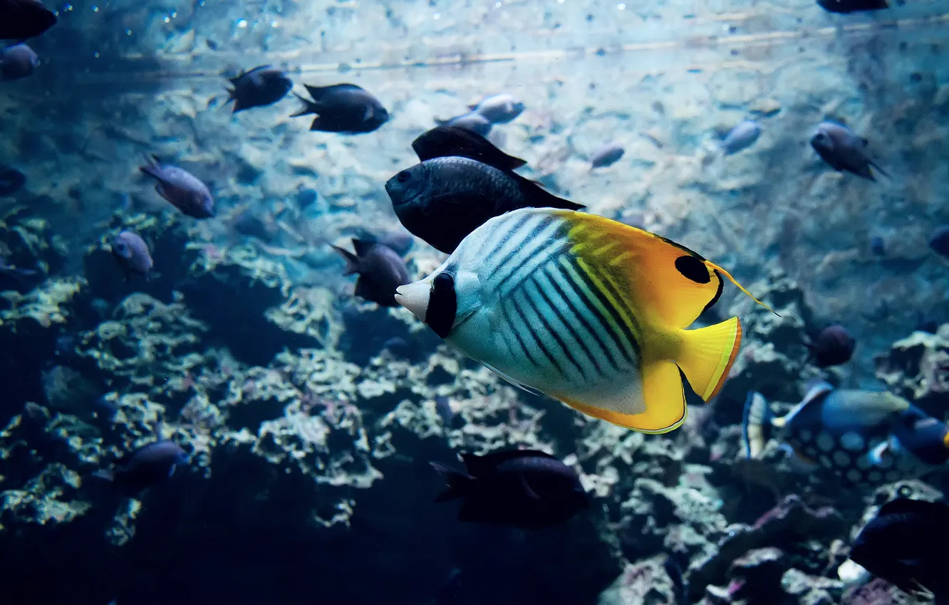 Photo wallpaper water, fish, fish, bright, tropical