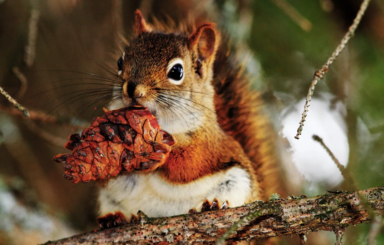 Photo wallpaper branches, tree, protein, bumps, the legs