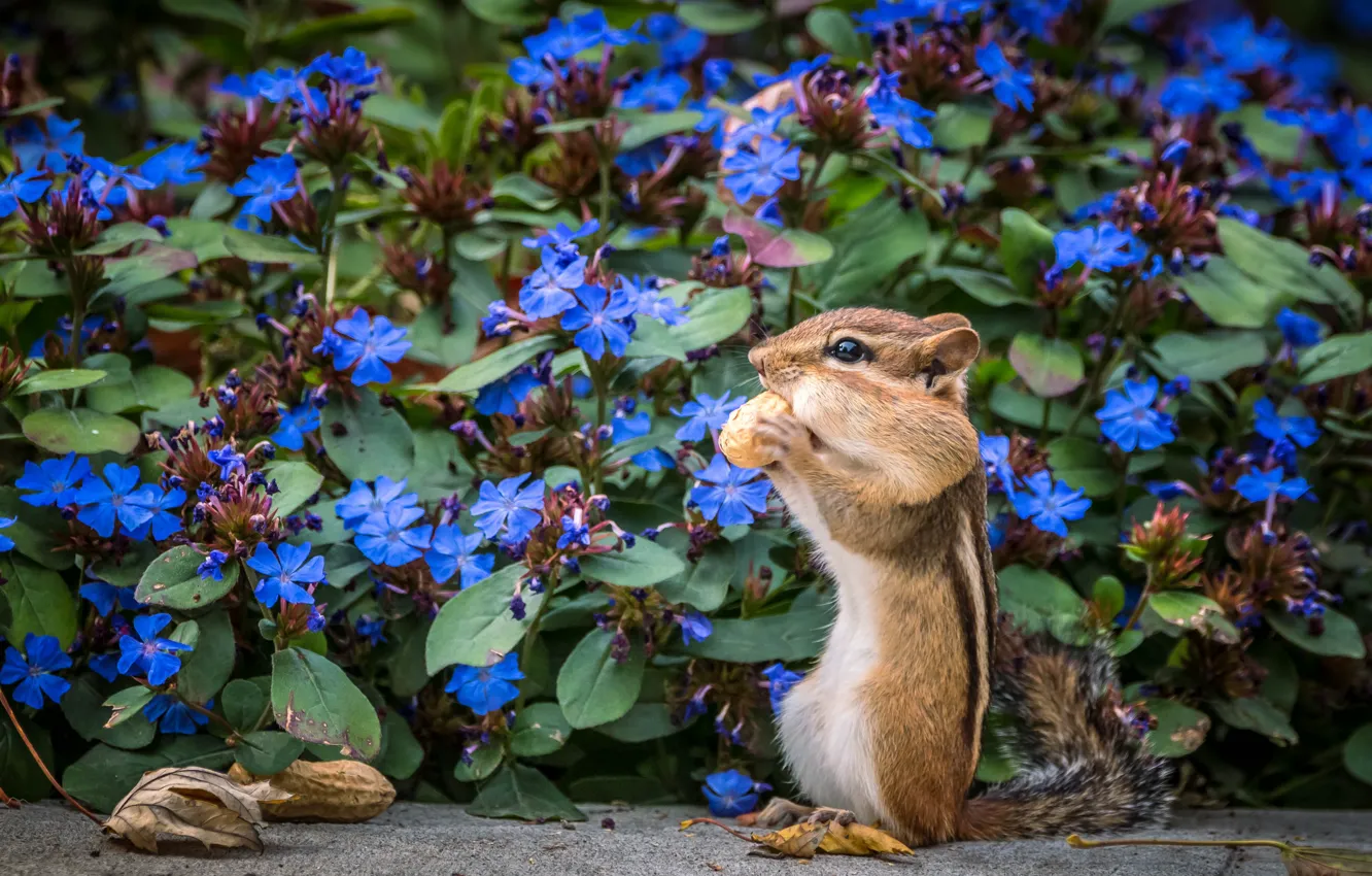 Photo wallpaper flowers, garden, Chipmunk, nuts, flowerbed, stand, meal