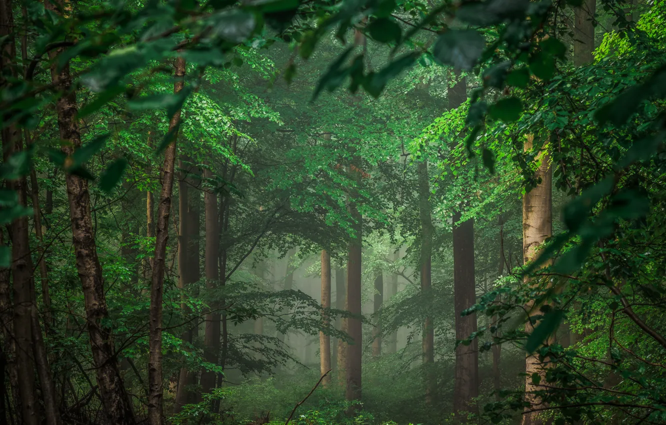 Photo wallpaper forest, trees, Germany, Germany, Eifel, Eifel