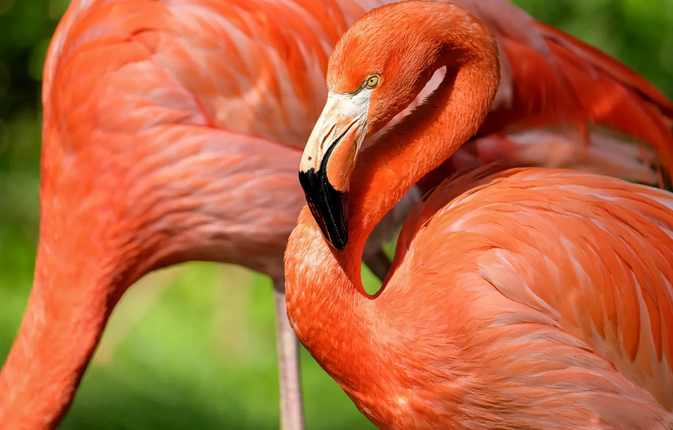 Photo wallpaper bird, feathers, beak, Flamingo, neck