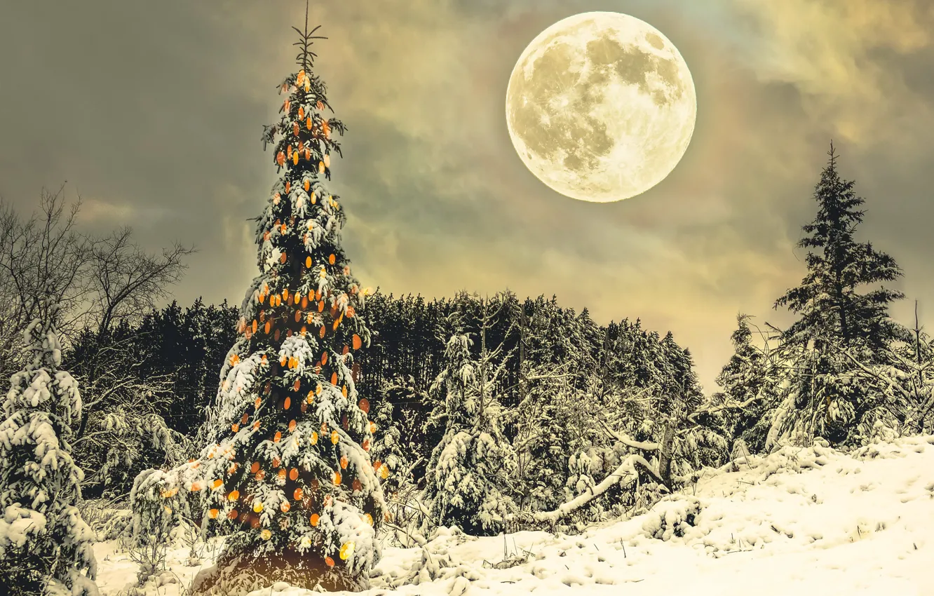 Photo wallpaper winter, night, holiday, the moon, tree