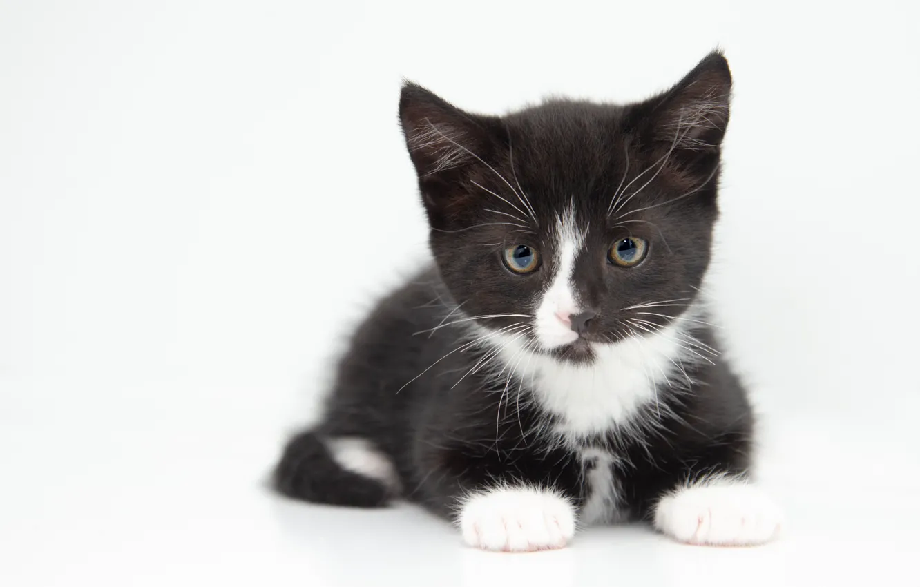 Photo wallpaper cat, white, look, pose, background, black, portrait, light