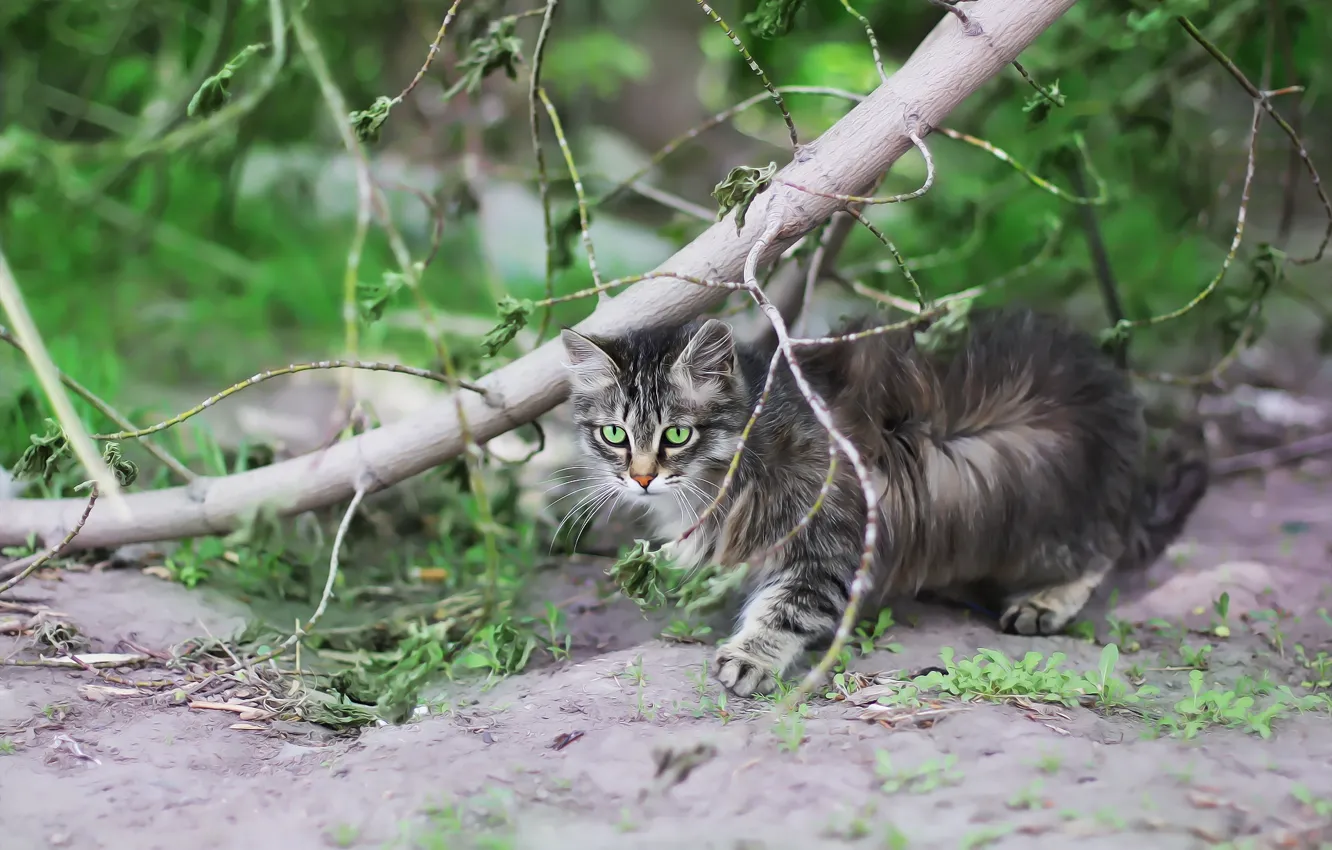 Photo wallpaper cat, background, tree, cat