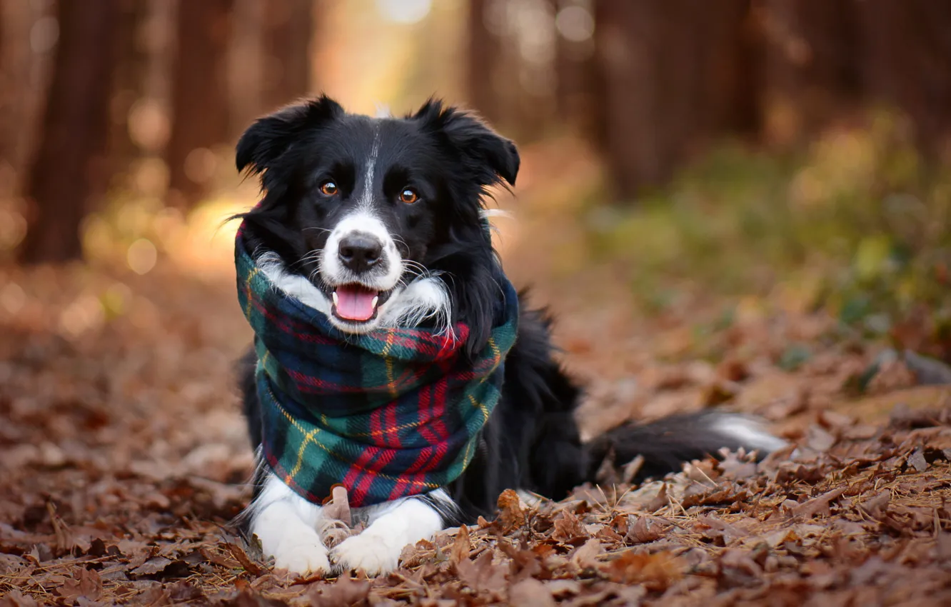 Photo wallpaper autumn, look, leaves, trees, nature, animal, dog, scarf