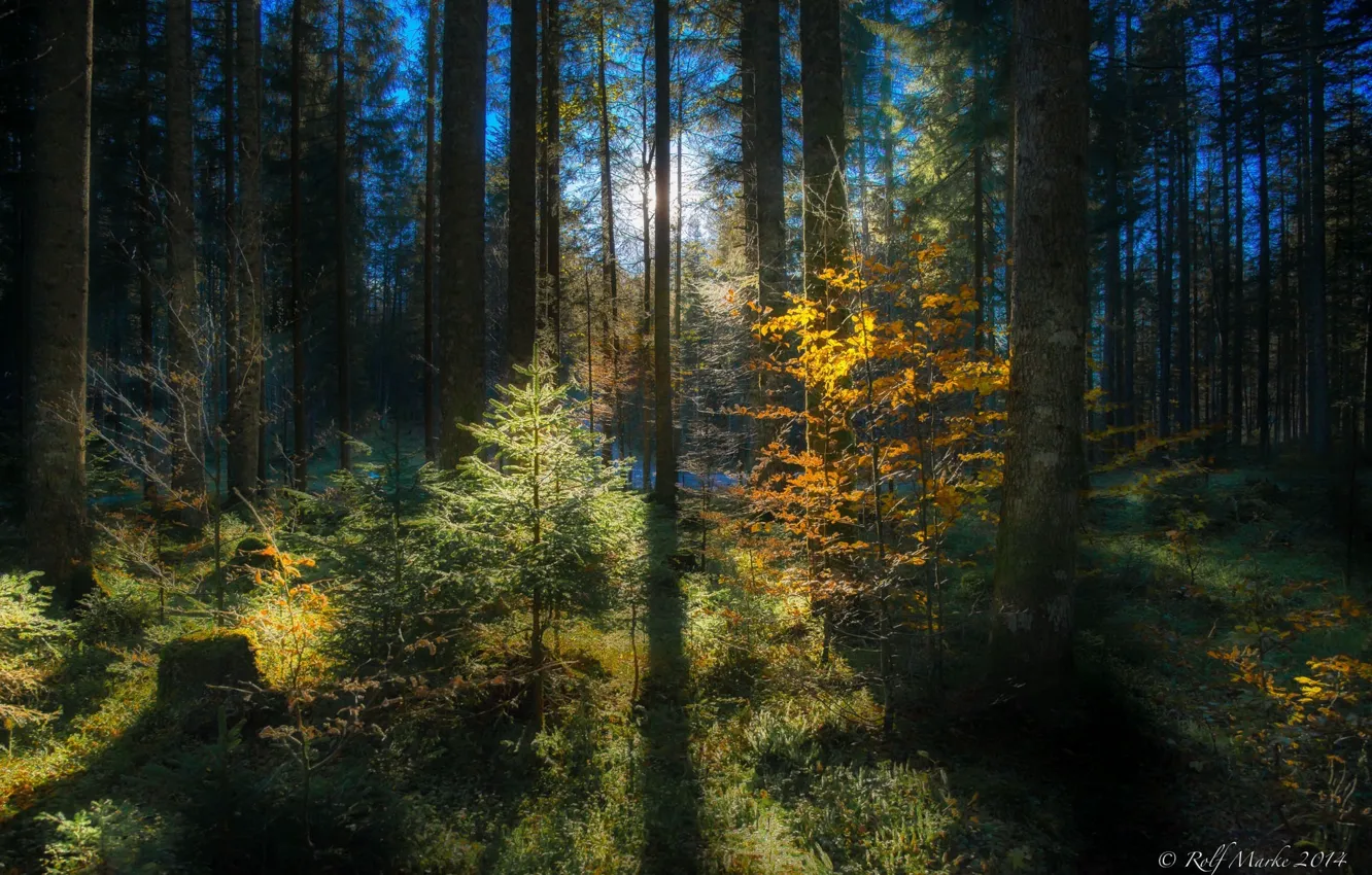 Photo wallpaper autumn, forest, leaves, rays, trees, nature