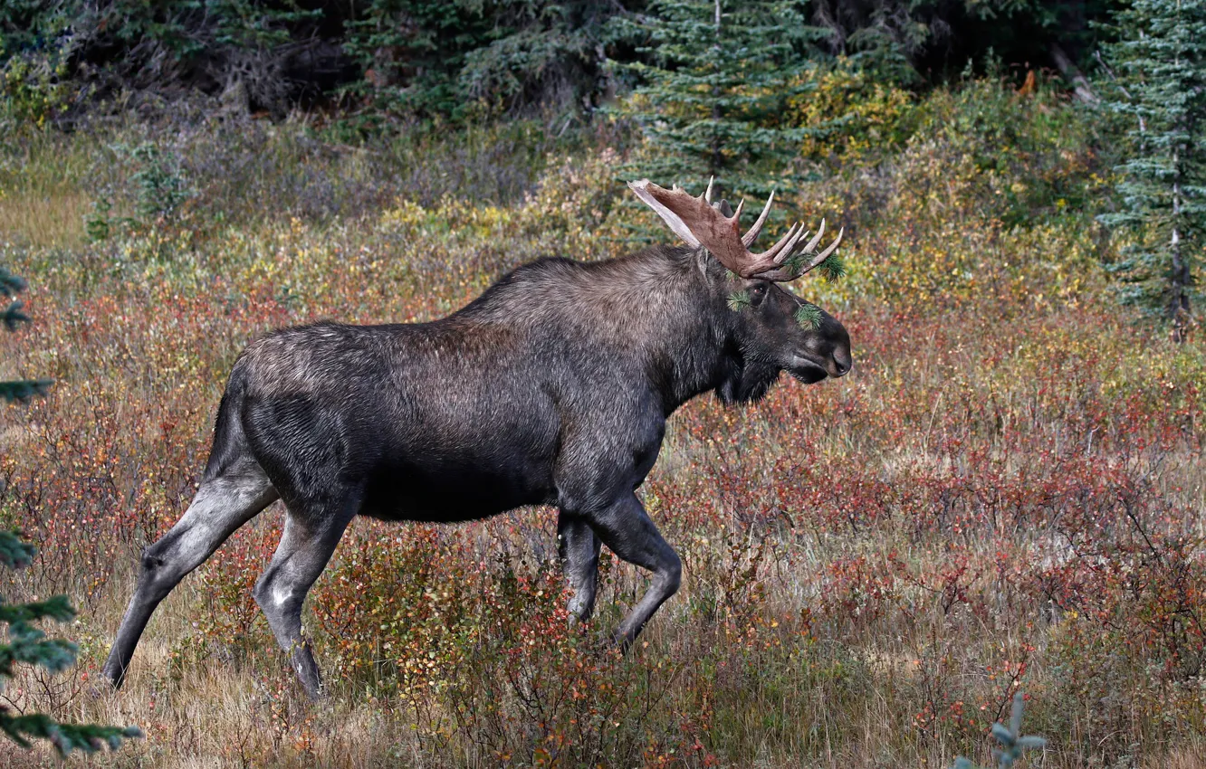 Photo wallpaper nature, horns, moose