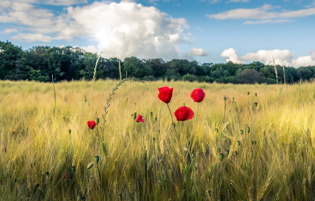 Photo wallpaper field, forest, summer, the sky, clouds, trees, flowers, red