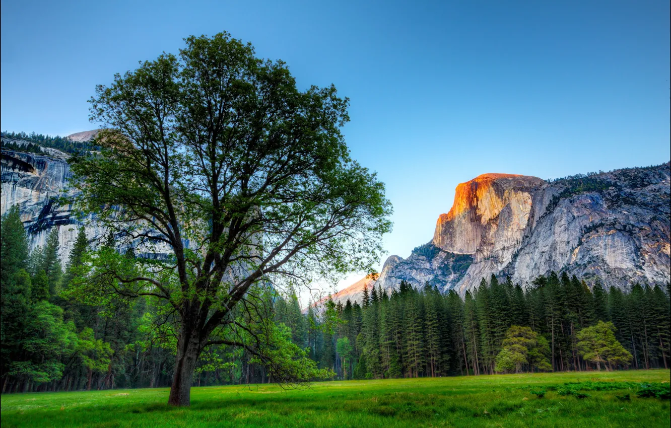 Photo wallpaper trees, mountains, Park, rocks, USA, Yosemite, grass.