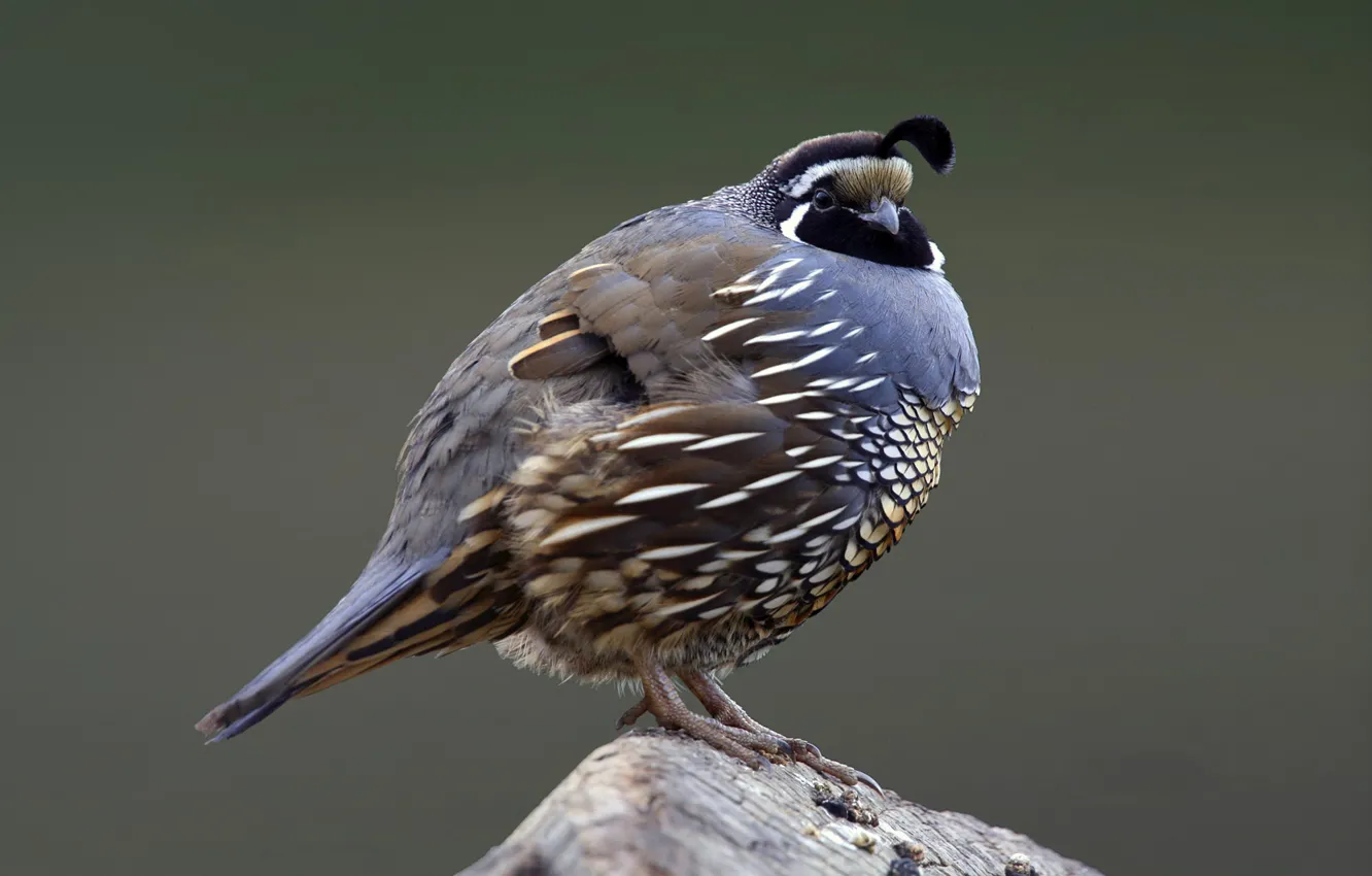 Photo wallpaper bird, feathers, beak, tail, quail