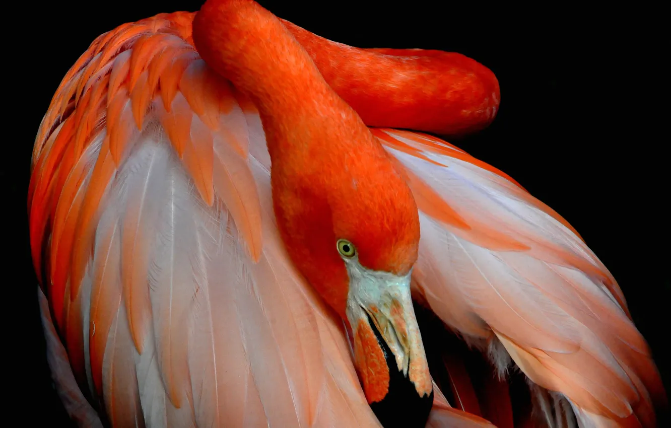 Photo wallpaper bird, paint, feathers, beak, Flamingo